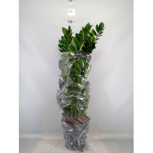 Zamioculcas zamiifolia