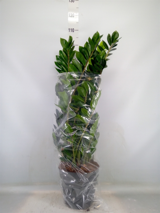<h4>Zamioculcas zamiifolia</h4>
