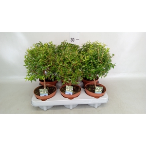 Myrtus communis