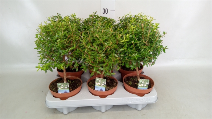<h4>Myrtus communis</h4>