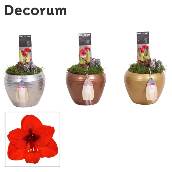 <h4>Amaryllis Rood 2 Knop in Melanie KERST (Decorum)</h4>