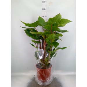 Homalomena rubescens 'Maggy'