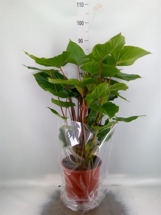 <h4>Homalomena rubescens 'Maggy'</h4>