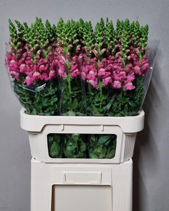 <h4>ANTIR AVIGNON C ROSE</h4>