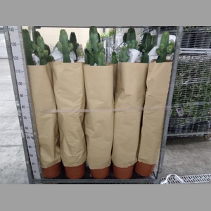 Euphorbia   ...