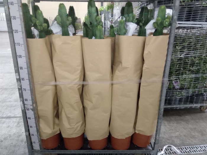 <h4>Euphorbia   ...</h4>
