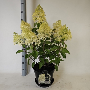 HYDR PANICULATA