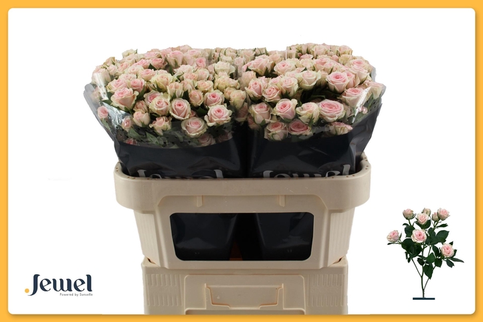 <h4>R TR SEVERINA</h4>