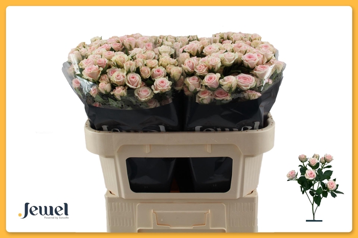 <h4>R TR SEVERINA</h4>