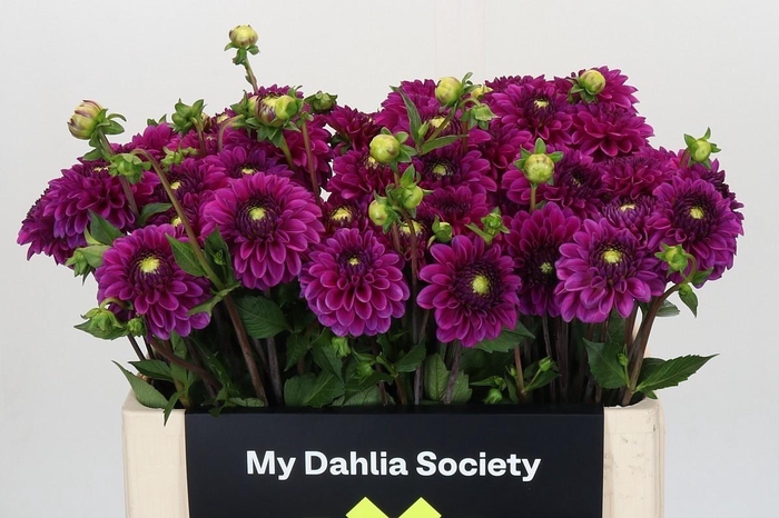 <h4>Dahlia Purple Fox</h4>