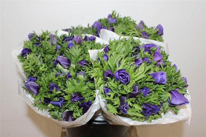 <h4>Anem Marianne Blue</h4>