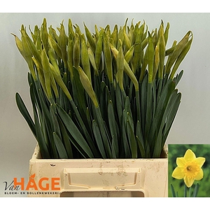 Narcissus LC 'Carlton'