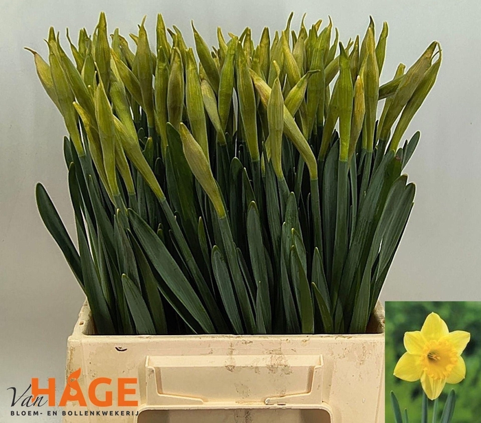 <h4>Narcissus LC 'Carlton'</h4>