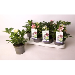 Helleborus orientalis mix