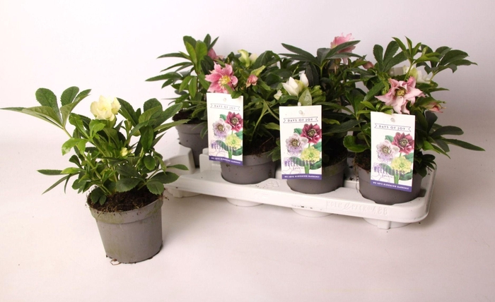 <h4>Helleborus orientalis mix</h4>