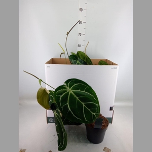 Anthurium clarinervium