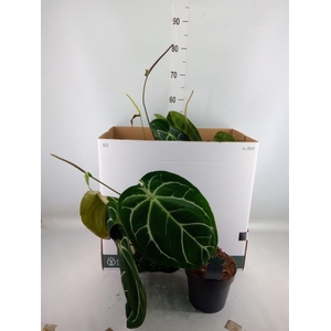 Anthurium clarinervium