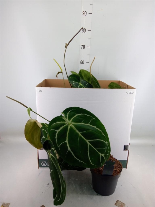 <h4>Anthurium clarinervium</h4>