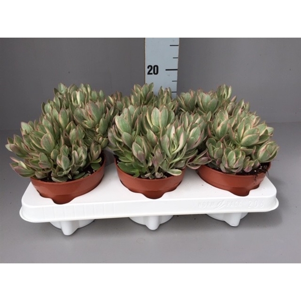 <h4>Crassula Swaziensis Variegata</h4>