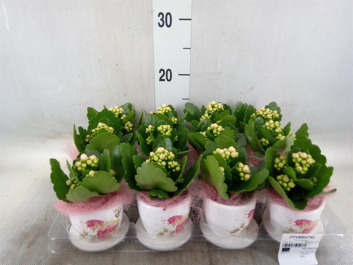 <h4>Arr.   Planten L%</h4>