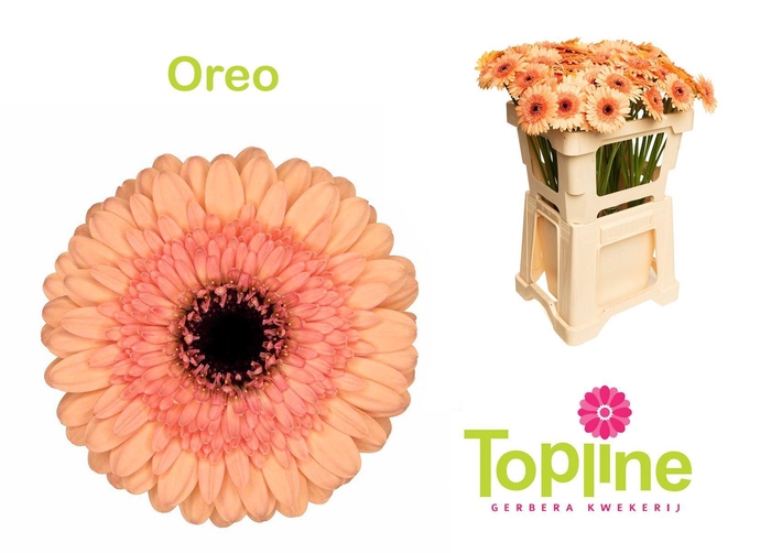 <h4>Germini Oreo</h4>