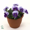 Viola Cornuta Hemels Blauw