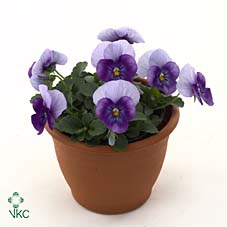 Viola cornuta Violet Beacon