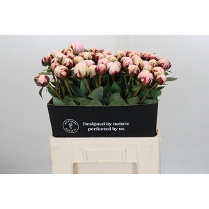 Paeonia Lact. Reine Hortense