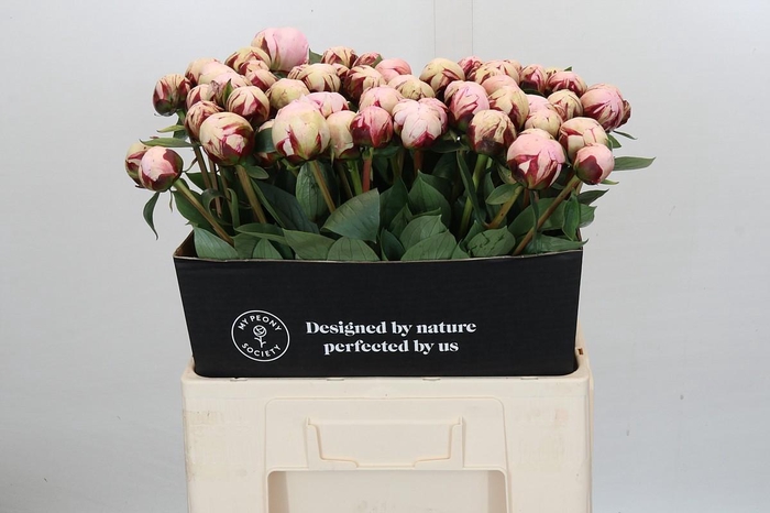 <h4>Paeonia Lact. Reine Hortense</h4>