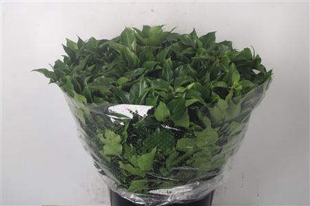 <h4>Hedera Leaves Per Bunch</h4>