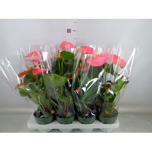 Anthurium andr. 'Colorado'