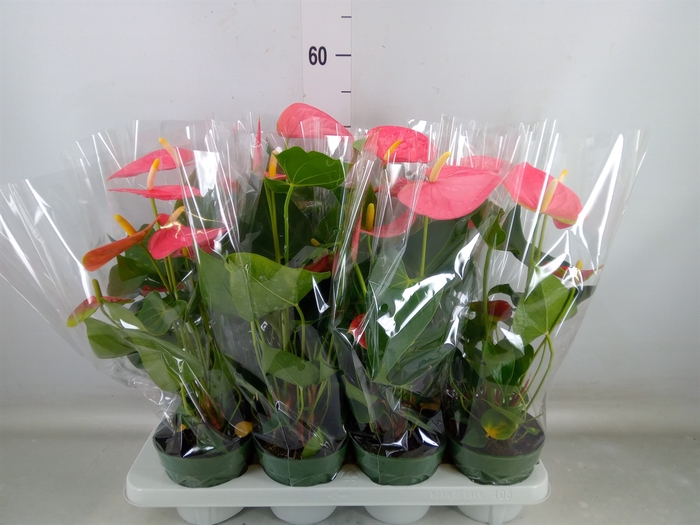 <h4>Anthurium andr. 'Colorado'</h4>