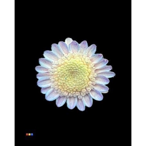 Chr T Stallion Dusty Bubblegum