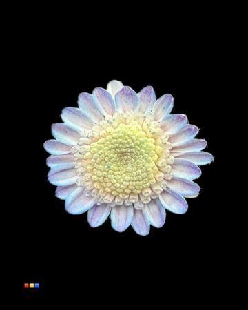 <h4>Chr T Stallion Dusty Bubblegum</h4>