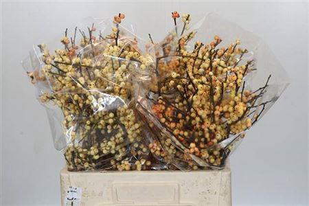 <h4>Ilex Cresgold</h4>