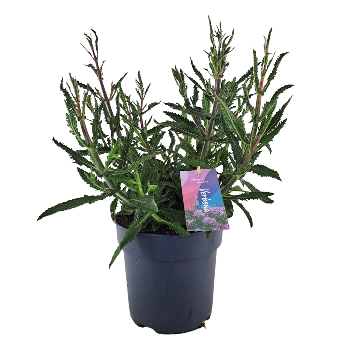 <h4>Verbena bonariensis 'Lollipop' p17 (PT)</h4>