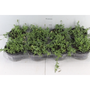 SENECIO PEREGRINUS C13