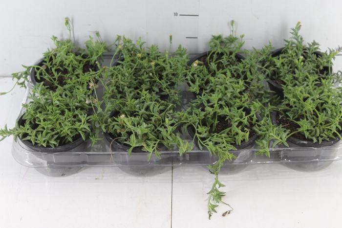 SENECIO PEREGRINUS C13