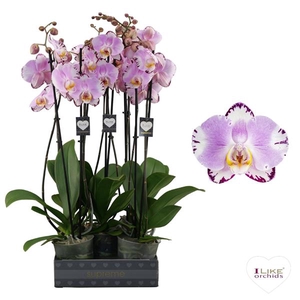 Phalaenopsis Art Nouveau - 2 tak 60cm 12+