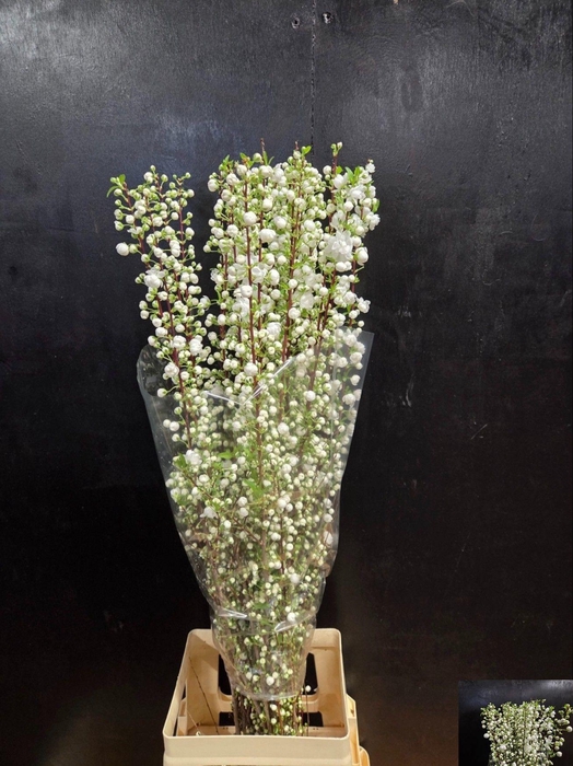 <h4>PRUNUS GLAND WIT ST</h4>