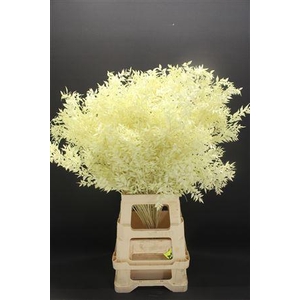 Dr Ruscus Bleach Creme