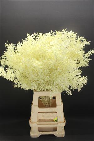 <h4>Dr Ruscus Bleach Creme</h4>