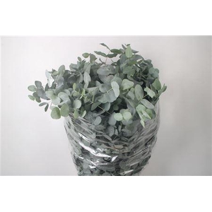 Euc Cinerea Per Bunch 300 Gram S U P E R