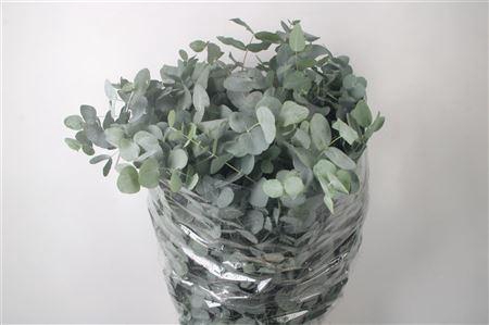 <h4>Euc Cinerea Per Bunch 300 Gram S U P E R</h4>