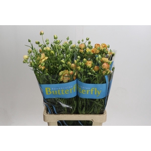 Ranunculus Butterfly Lotus