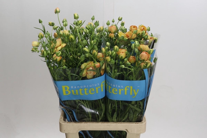 Ranunculus Butterfly Lotus