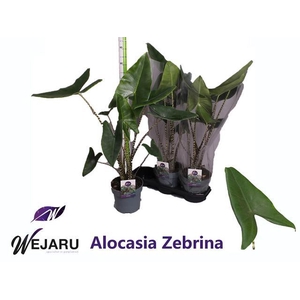 ALOC ZEBRINA