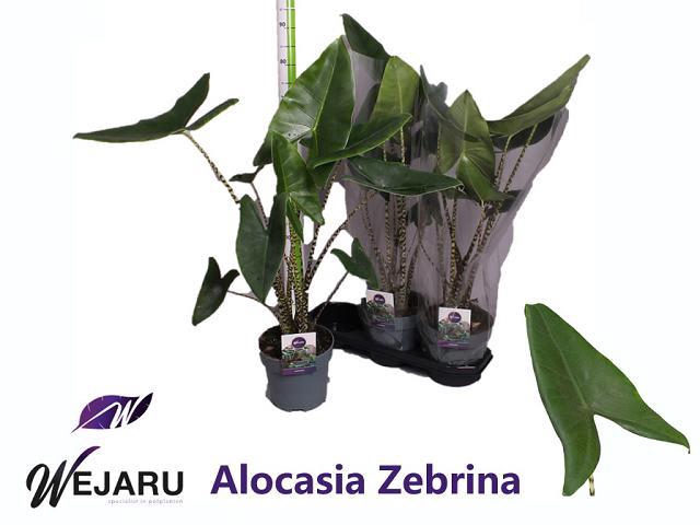 ALOC ZEBRINA