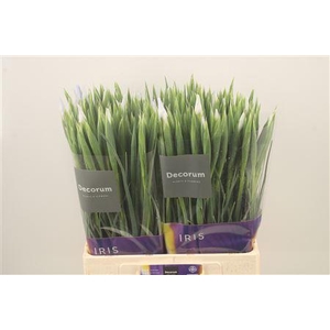 Iris Claire's Delight