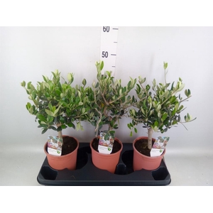 Olea europaea